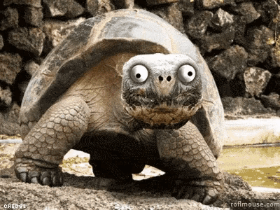 smile-turtle.gif