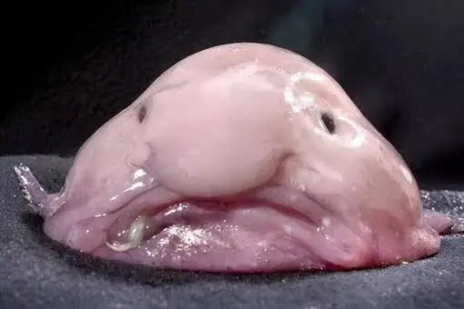 micropenis3000's picture